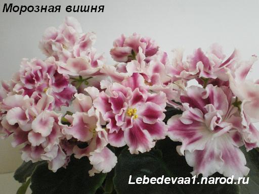 Морозная вишня 05.05.09 (16) 20-20 3 текст.JPG