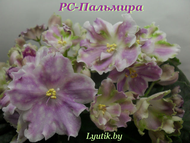 SDC14913.jpg