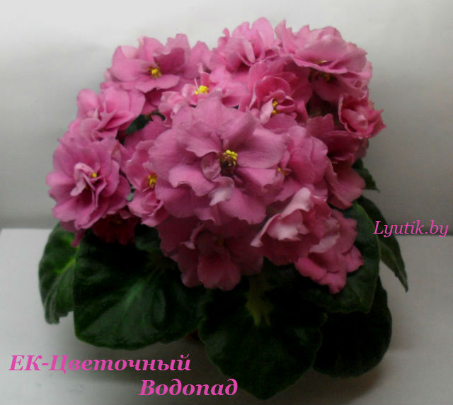 SDC14914.jpg