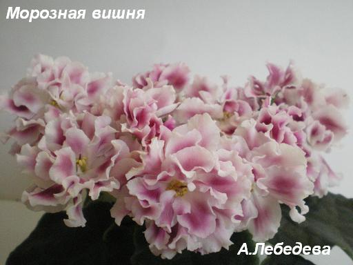 Морозная вишня 05.05.09 (3) 20-20 2 текст.JPG