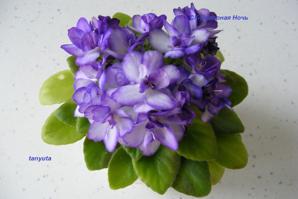 DSCF9882-1.jpg