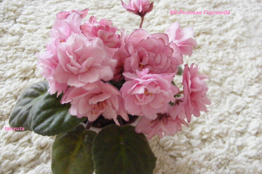 DSCF6542-1.jpg