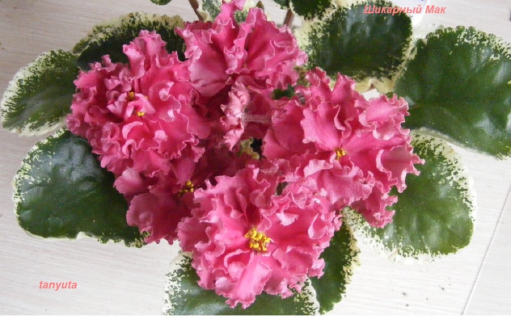 DSCF8907.jpg
