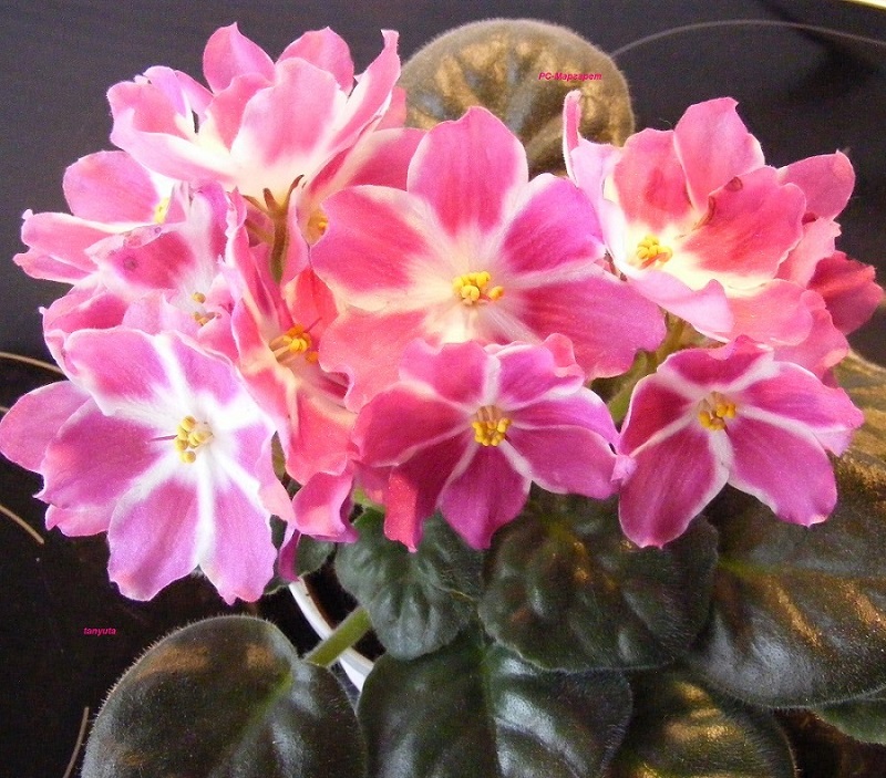 DSCF8497.jpg