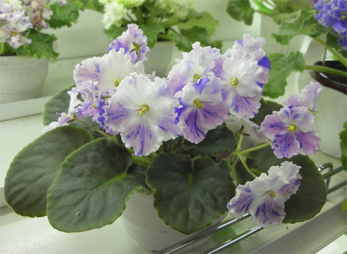 1_snow_edelveis.jpg