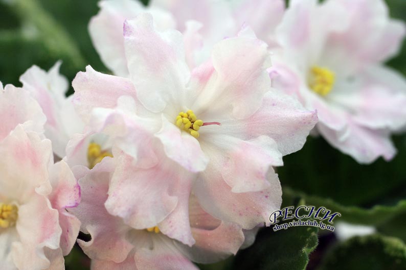 IMG_9910 копия.jpg