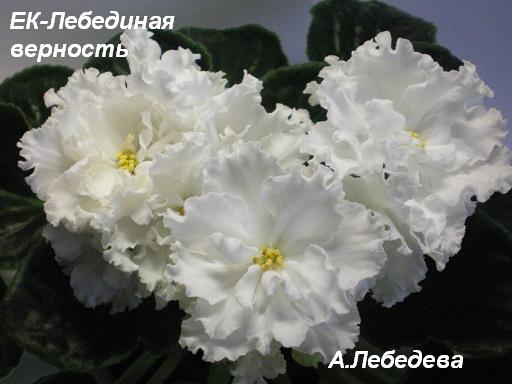 ЕК-Лебединая верность 08.04.09 (7) 20-20 текст.JPG