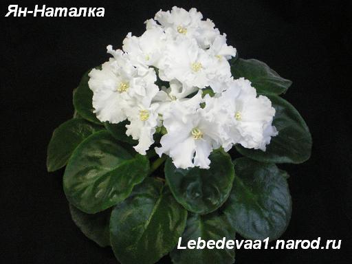 Ян-Наталка 06.05.09 (10) 20-20 2 текст.JPG