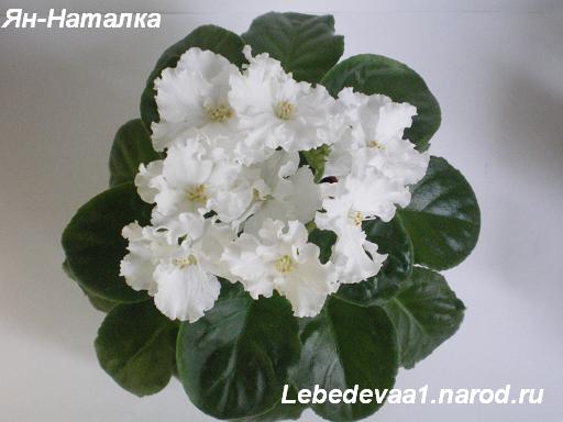 Ян-Наталка 06.05.09 (5) 20-20 текст.JPG