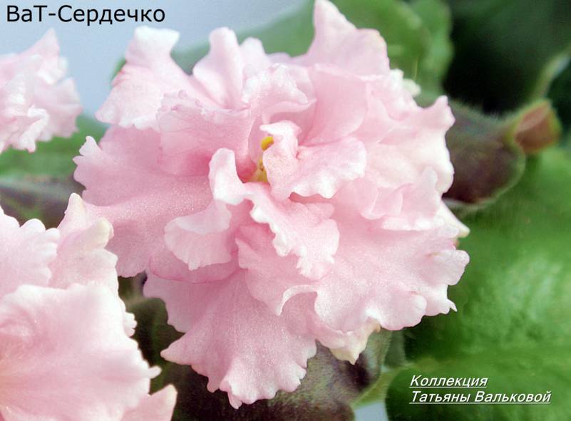 ВаТ-Сердечко проверка..jpg