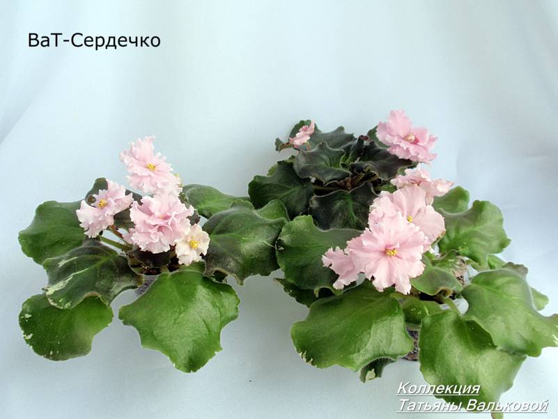 ВаТ-Сердечко проверка.jpg