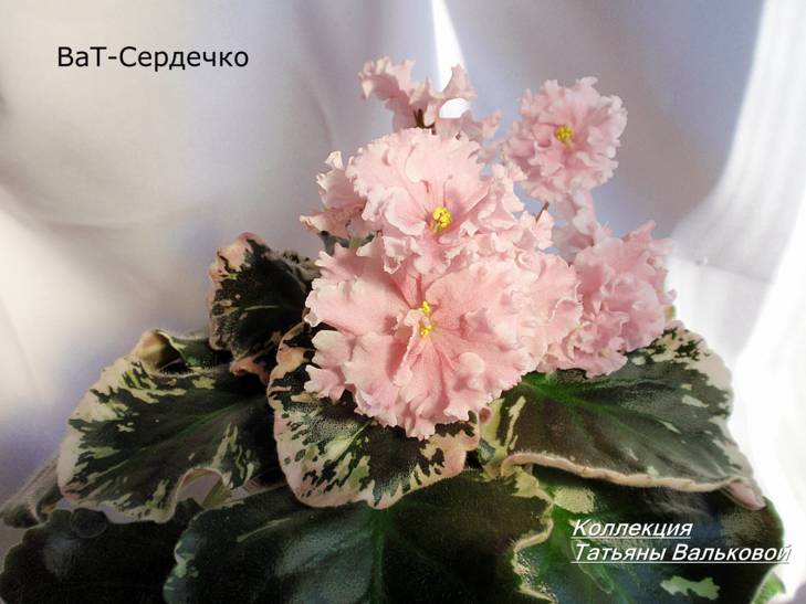 проверяемый сеянец