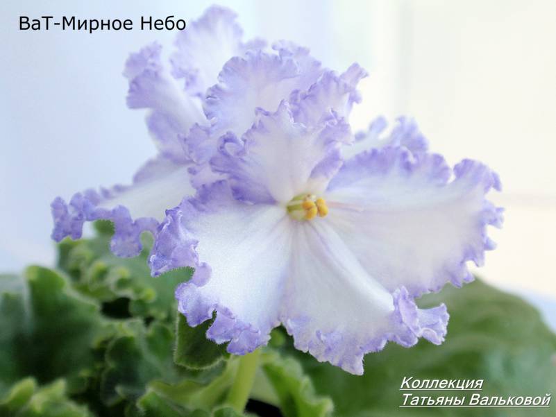 ВаТ-Мирное Небо..jpg