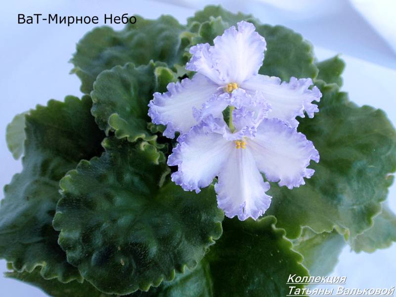 ВаТ-Мирное Небо.jpg