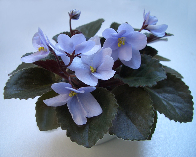 Allegro Chicory Charm.jpg
