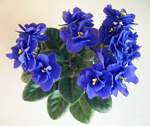Blue Blazes.JPG