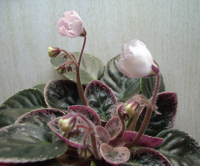 Kentucky Baby Bells my.jpg
