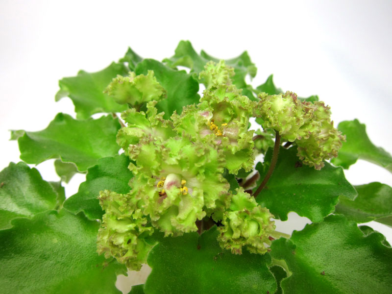 Allegro Pink Pistachio.jpg