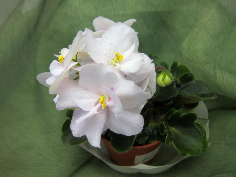 БР-Афина.jpg