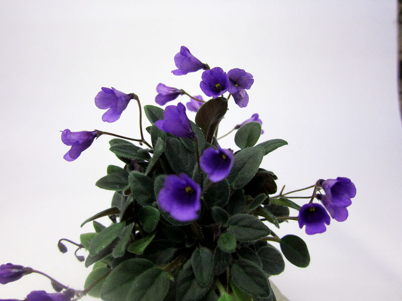Vallarta Campanas Moradas.jpg