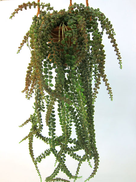 колумнея Microphylla.jpg
