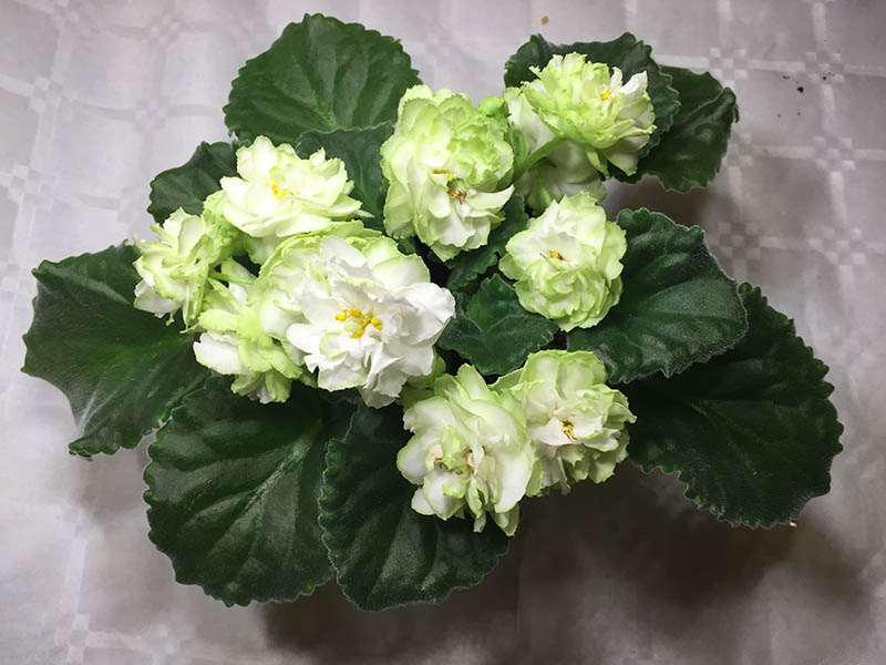 Spring Rose.jpg