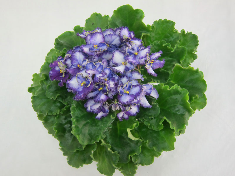Optimara EverPrecious (R.Holtcamp).JPG