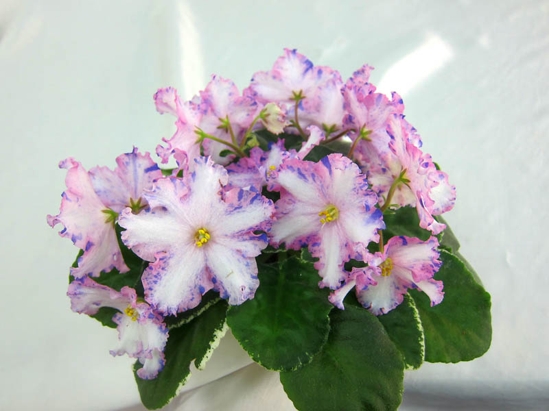 ЛЕ-Настя (Е.Лебецкая) (колл. М.Карпова).JPG