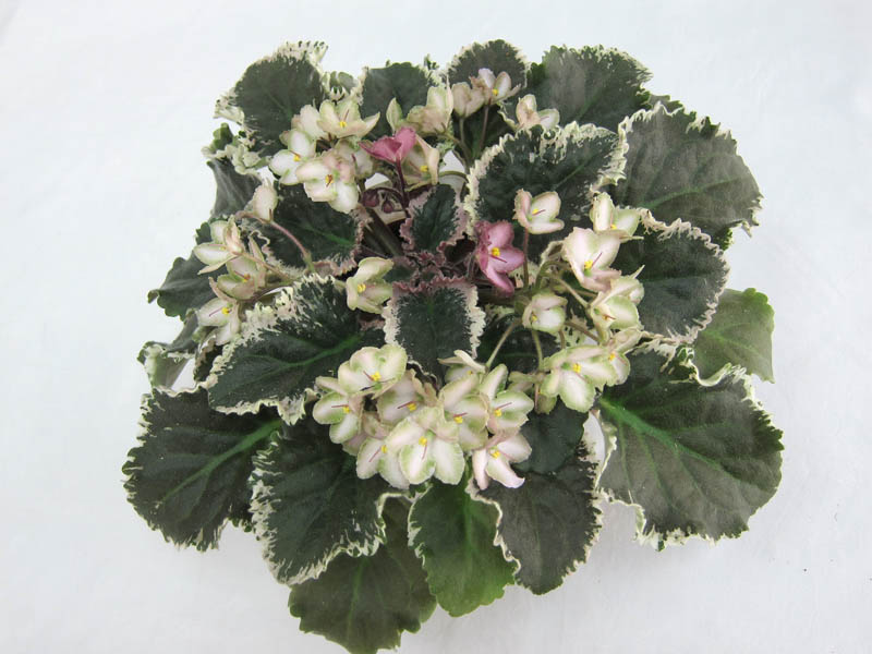 Wild Irish Rose (S.Sorano) (колл.О.Жильчикова).JPG