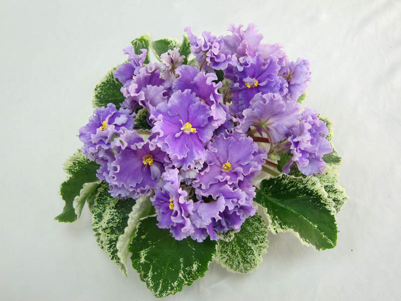 ЛЕ-Грёзы Султана (Е.Лебецкая) (колл. Т.Копейкина).JPG