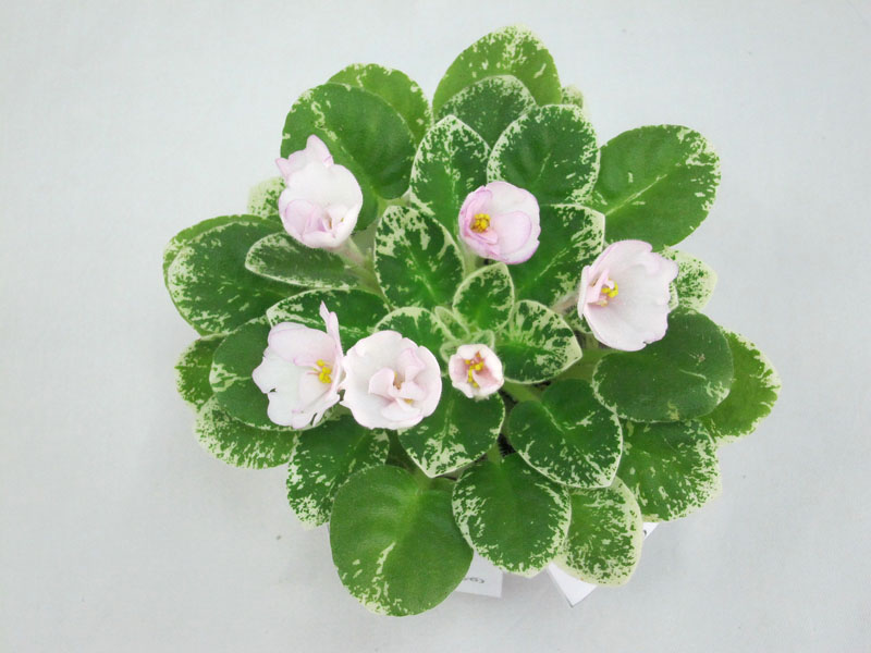 Kentucky Baby Bells.JPG