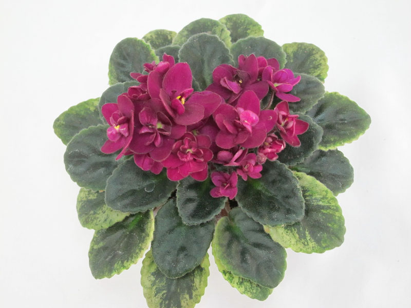 Celina Red Jewel (Н.Pittman) (колл. Е.Лебецкая).JPG