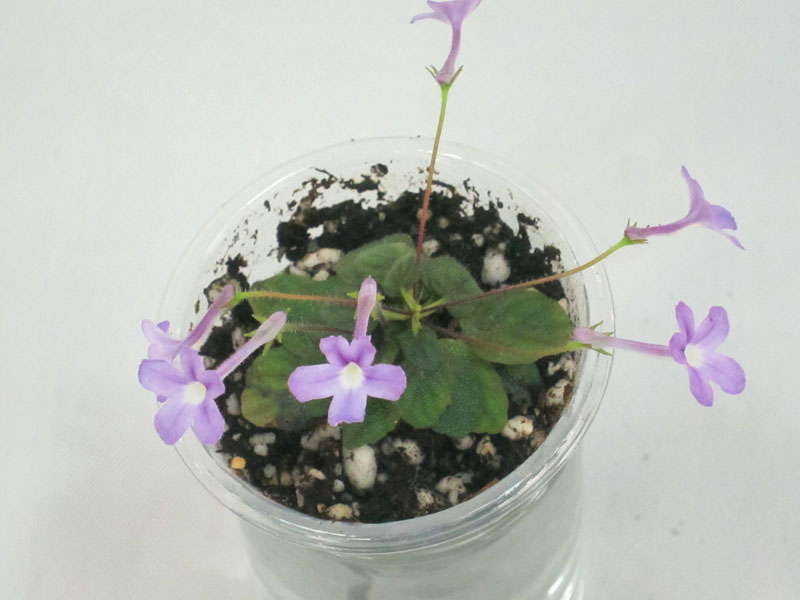 Sinningia pusilla (кол.Н.Старостенко).JPG