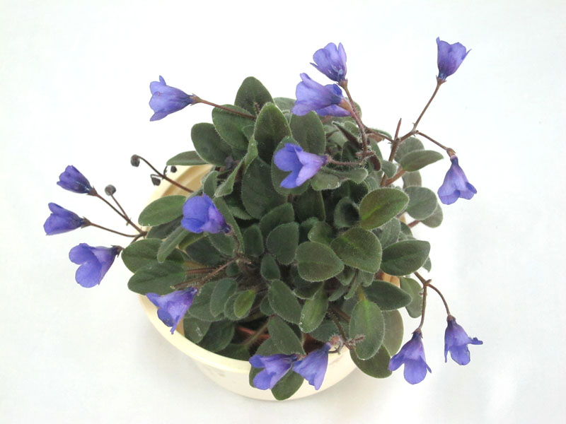 Vallarta Campanas Moradas (G.Beck) (колл. М.Карпова).JPG