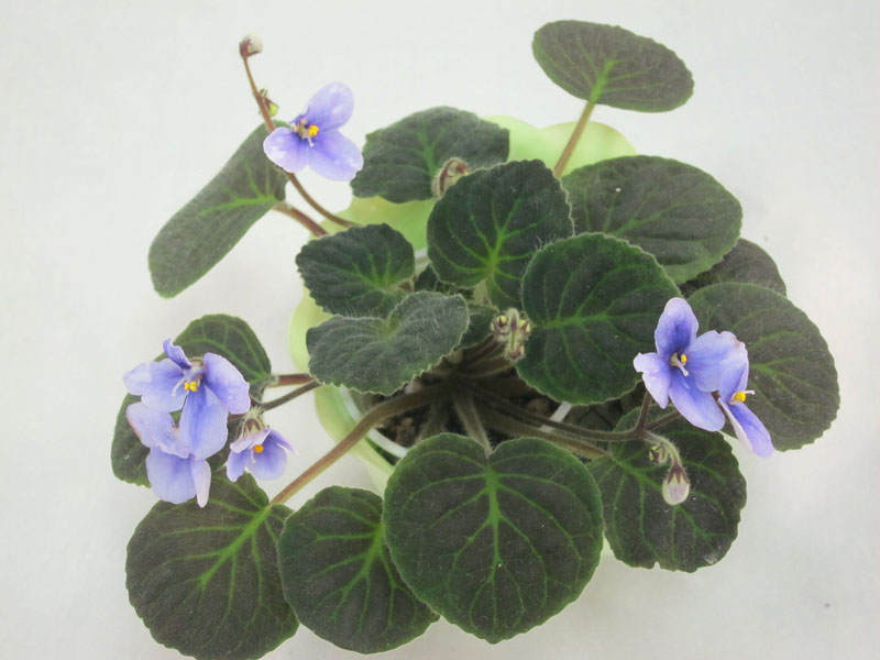 S.clone velutina lite (М.Карпова).JPG