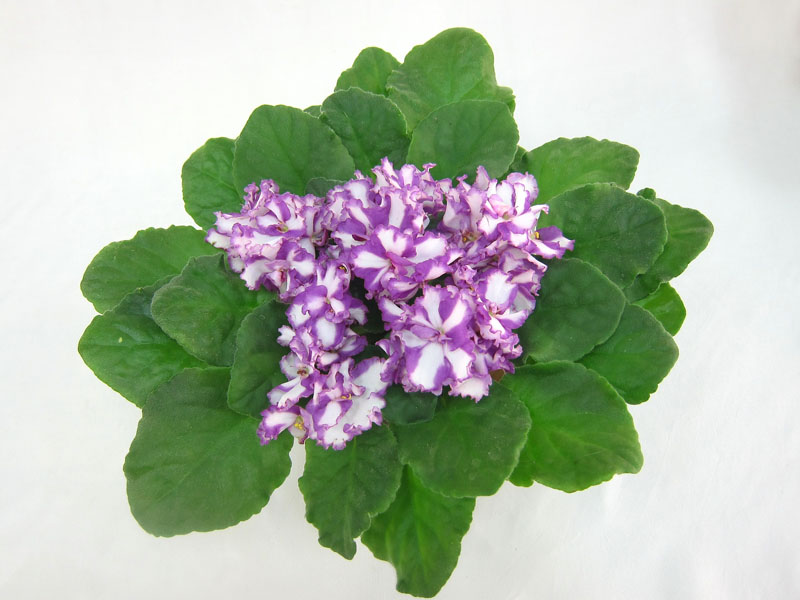 Ness' Cherry Confection (D.Ness) (колл. Е.Плессер).JPG