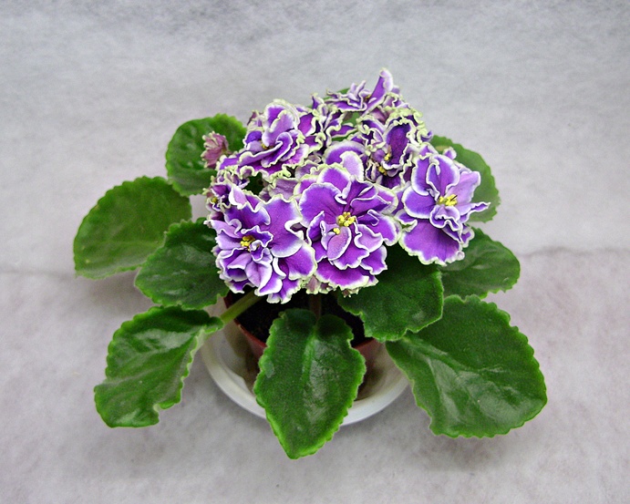 DSC05170дф.JPG