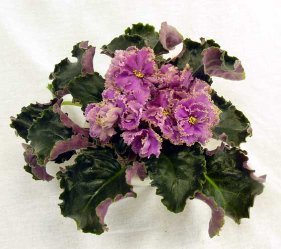 ЛЕ-Анжела-Девис.jpg