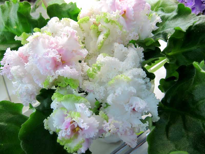 Копейкина ЛЕ-Денди.jpg