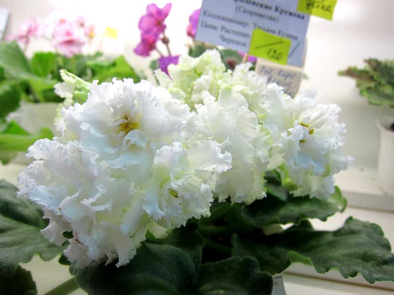 КУзина ПТ-Королевские Кружева.jpg