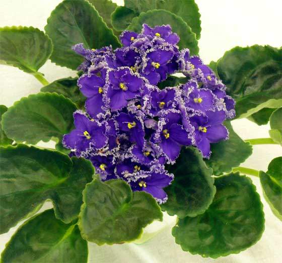 Purple-Lace.jpg
