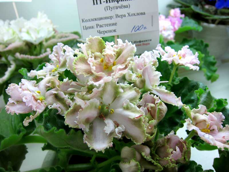 Хохлова ПТ-Инфинити.jpg