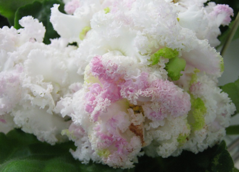Галицкая ЛЕ-Денди.JPG