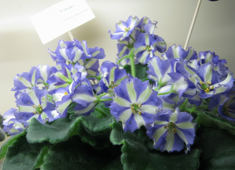 Карпова Yukako.JPG