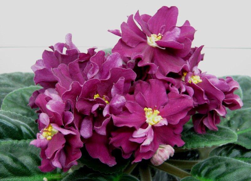 Лебецкая ЛЕ-Вега.JPG