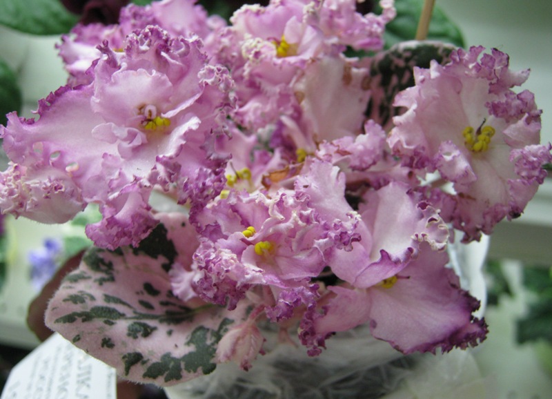 Лебецкая АРТ-Гейша.JPG