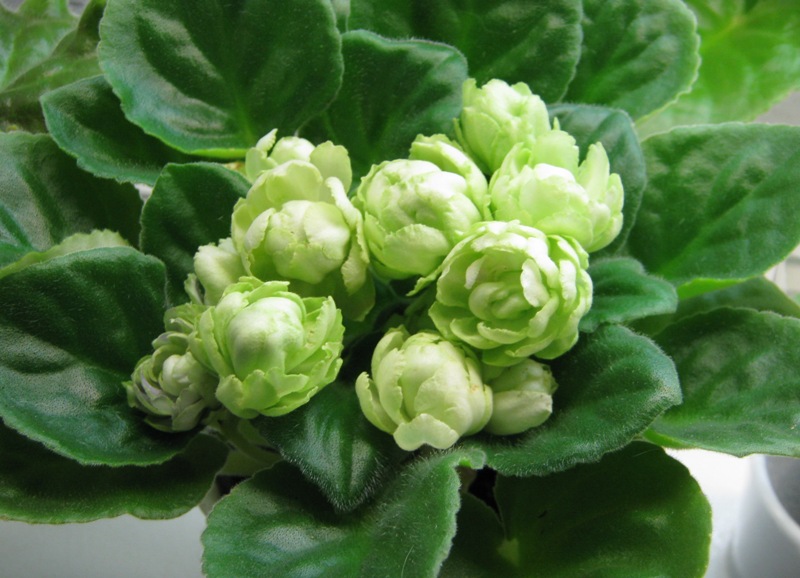Нестерова Irish Glen.JPG