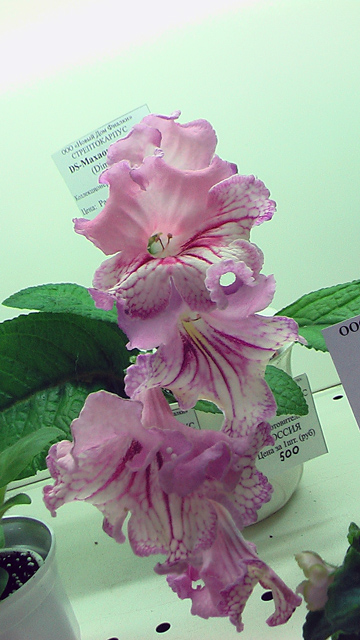 IMGA0779.JPG