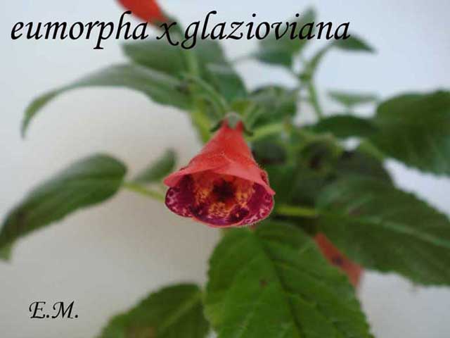 eumorpha-x-glazioviana-.jpg