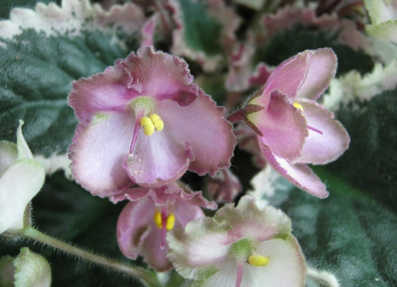 Жильчикова Wild Irish Rose.JPG